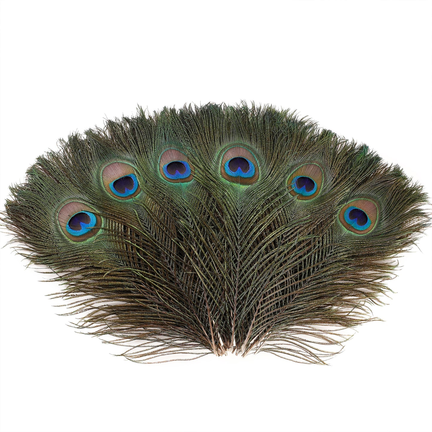 Natural Peacock Feathers 10 Pcs