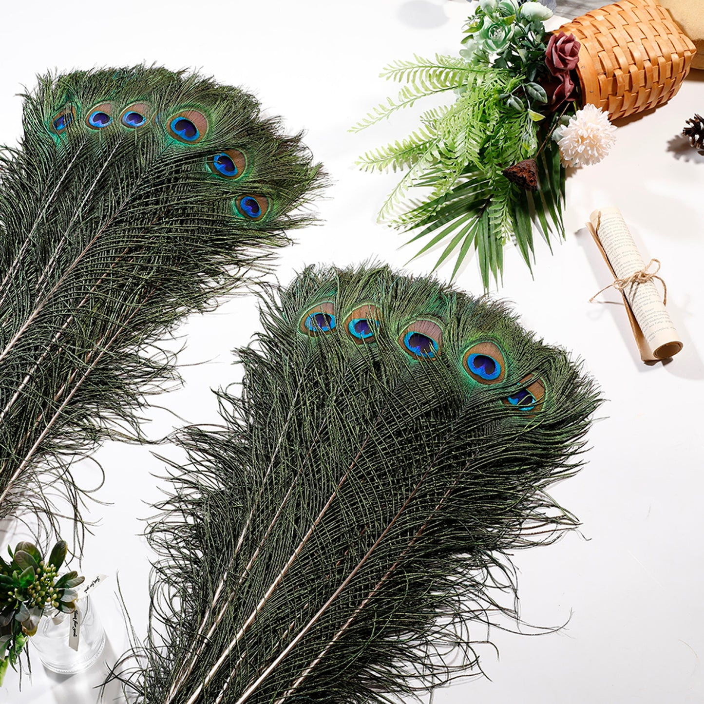 Natural Peacock Feathers 10 Pcs